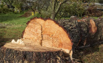 Abattage d’arbres