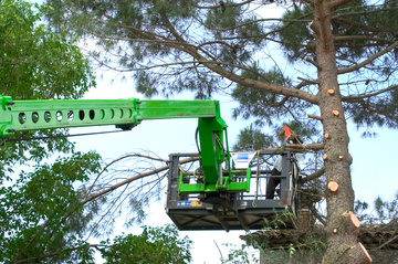 Abattage d’arbres